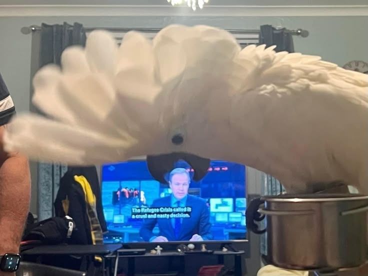 Out of Context Birds (@contextbirds) on Twitter photo 