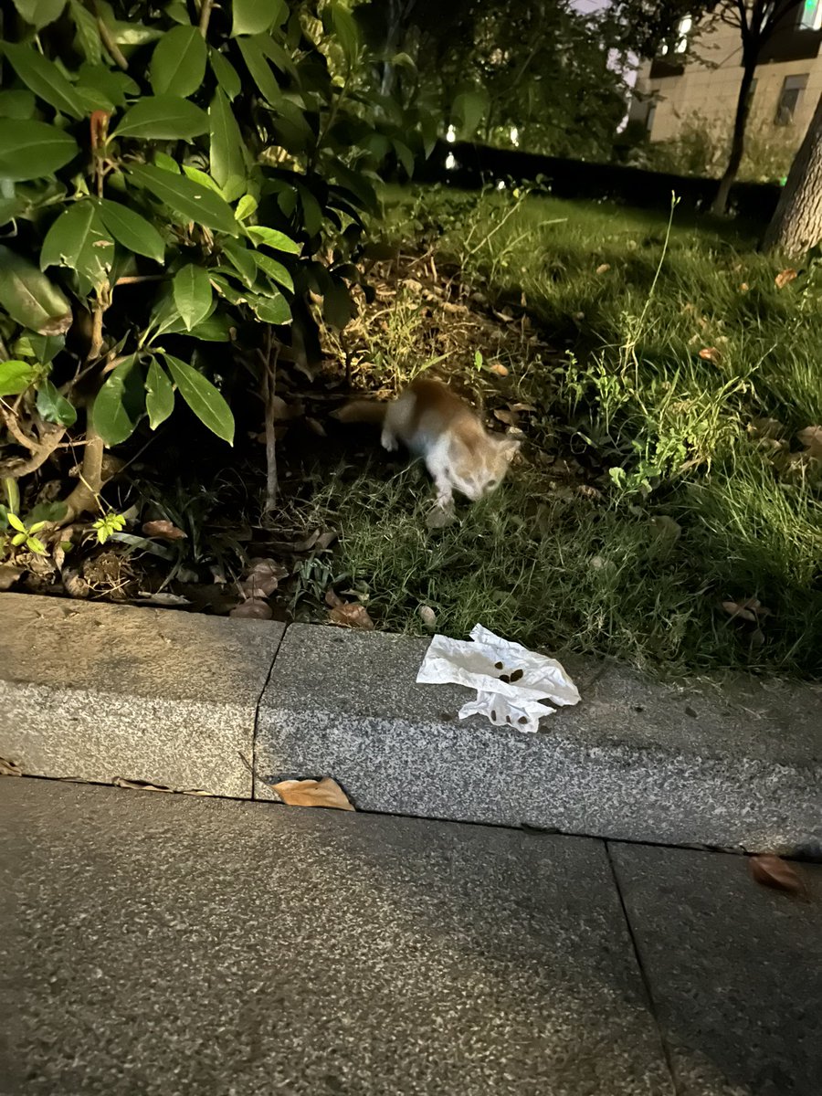 a_dog0809's tweet photo. 好胖的流浪猫 https://t.co/knTqRZ5G21