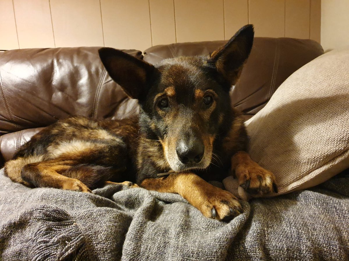 ktulu_r's tweet image. To byl nasz adopciak Paddy. Mial 10 lat, byl niewidomy i mial raka skory. Nie zyl dlugo ale nie umarl w zimnym schronie. #Paddy