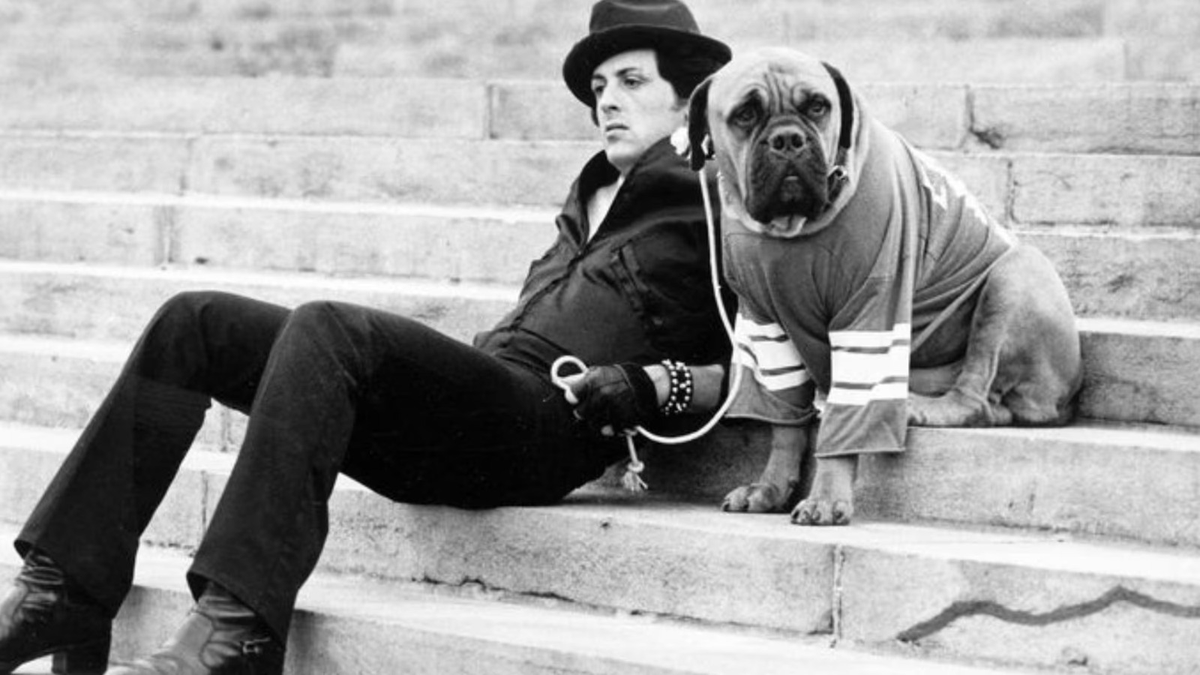 altieribruno's tweet photo. La escena es dramática. Un joven Silvester Stallone entrega a Butkus, su Bullmastiff, a cambio de 40 dólares fuera de un 7 Eleven. No tiene para comer. Duerme en una terminal de colectivos.

Estamos a mediados de los años '70.

Rocky es aún el sueño de una noche de verano. https://t.co/5yv3XKb7mP