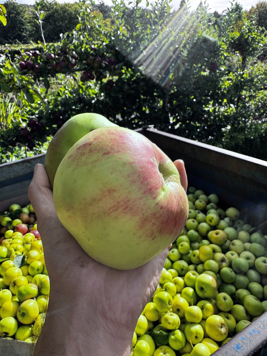 quantockenviro's tweet image. Giant apples in the #Quantocks 🤗