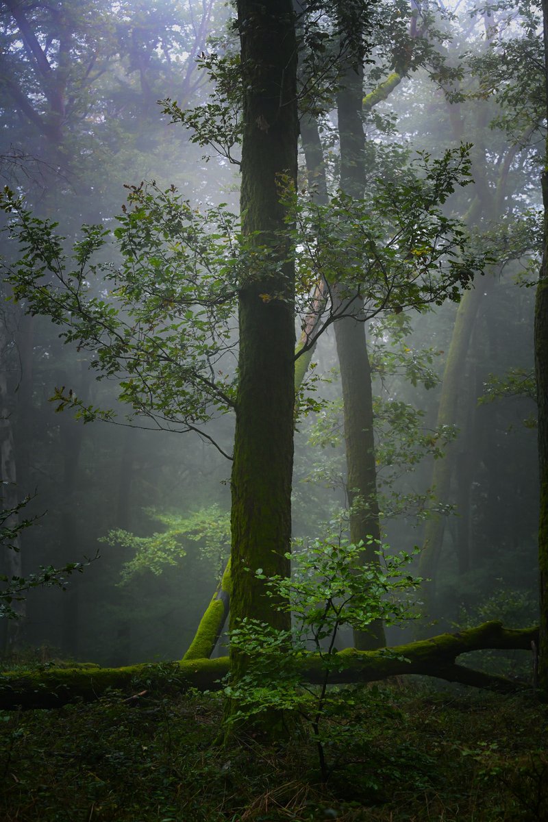 Forest air. 
#NaturePhotography #quhl5