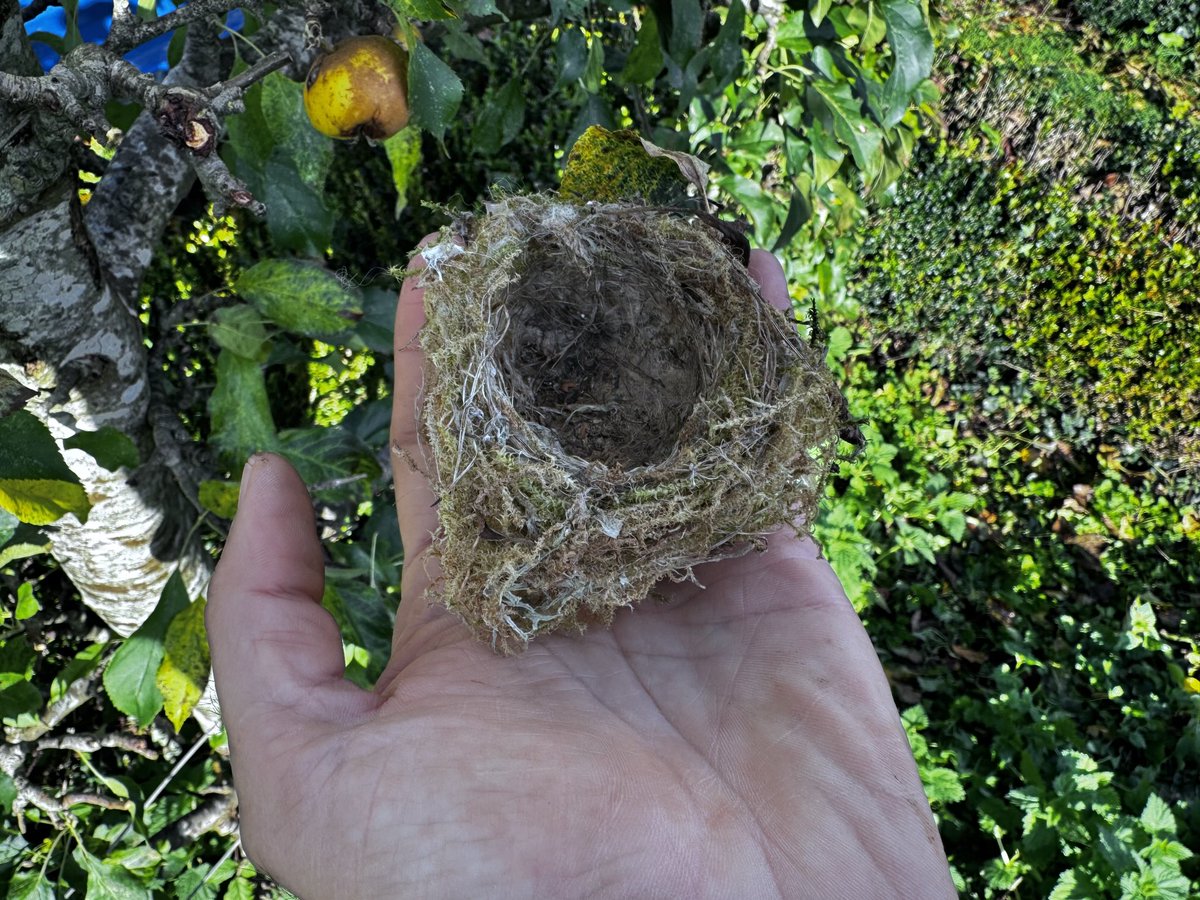quantockenviro's tweet image. I found a tiny nest in one apple tree 😇💕 #Quantocks