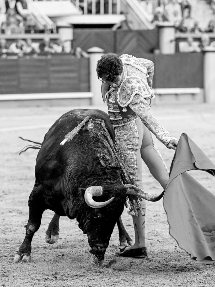 Grego_Garrido's tweet photo. Valor y pundonor el que demuestra cada tarde @victorhdztorero, lección de toreo sobretodo al natural la que plasmó hoy en @LasVentas, un eje muy tomasista y un concepto basado en el poder y el mando que hoy pago con sangre, Madrid te espera con ansia torero.

📸-Juanelo López. https://t.co/thIe3VJRR1