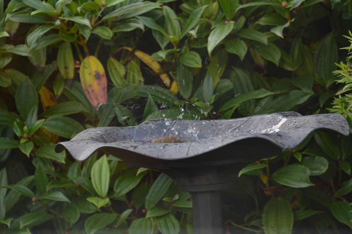 ISOPRIORITY's tweet photo. Swipe through if you want to give a Spideog (Robin) a bath. All pictures are F/5.6, 1/80th sec, ISO 200 and 250mm. https://t.co/PsjKqElngv