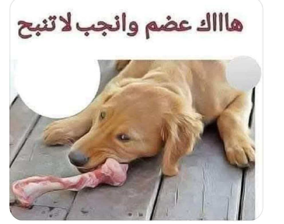 baban_salam's tweet photo. @umtikrit https://t.co/vZhJIOzxF8
