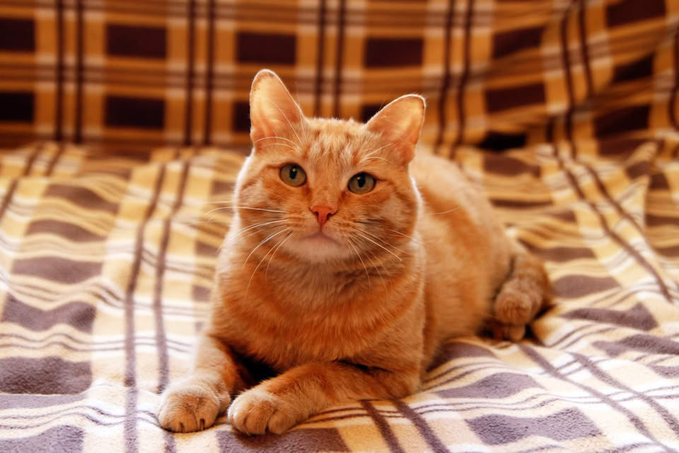 Wulfie  Viking Cat (@vonebowly) on Twitter photo 