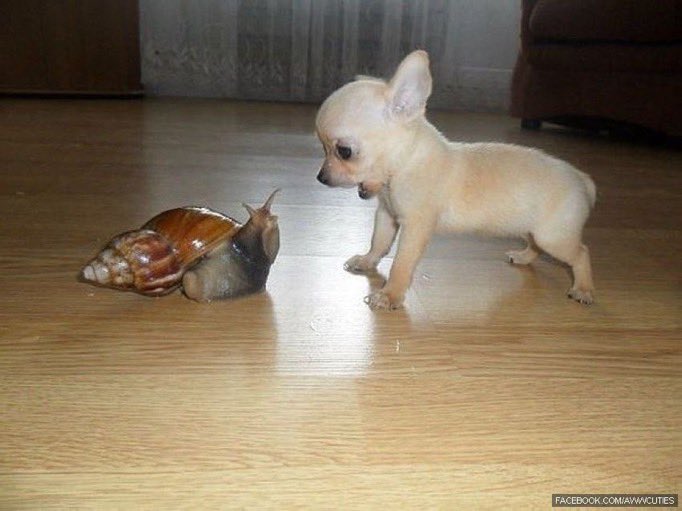 Pawes_and_pups's tweet image. So cute ❤️
#DogLovers