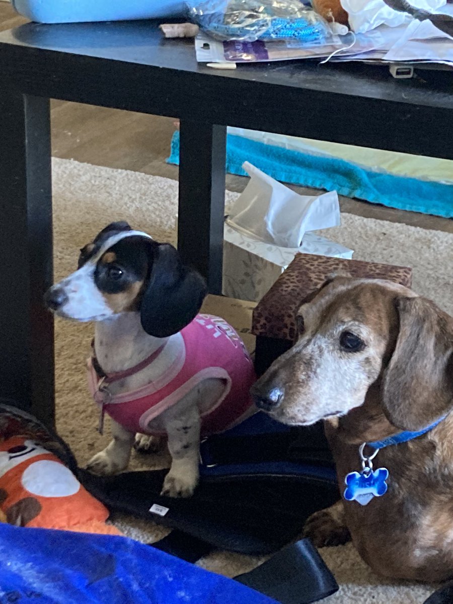 We are back humom it locked out of twitter account.   Did you miss us?