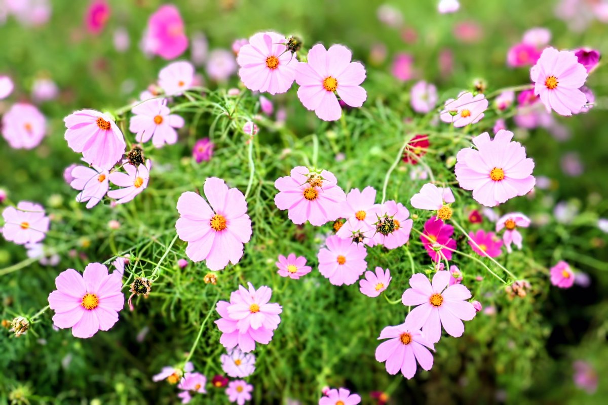 10月6日月曜日
おはおはなっすー🍆
＃おはドワ　＃コスモス　＃秋桜