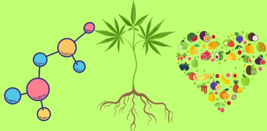 MoscaSeeds's tweet image. Hey-Do you know a lot about cannabinoids? Read our blog: Beyond THC and CBD: The Rise of Minor Cannabinoids🍃🍃
moscaseeds.com/how-to-grow-ca…

#moscaseeds #growyourown #howtogrow #growingcannabis #cananbiscommunity #cannabisindustry #cannabisnews #weed #cannabisgrower #420