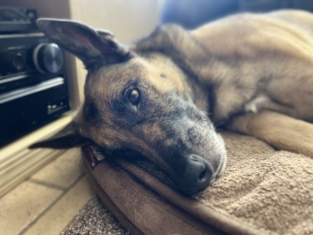 K9 Loki (Ret) tweet media