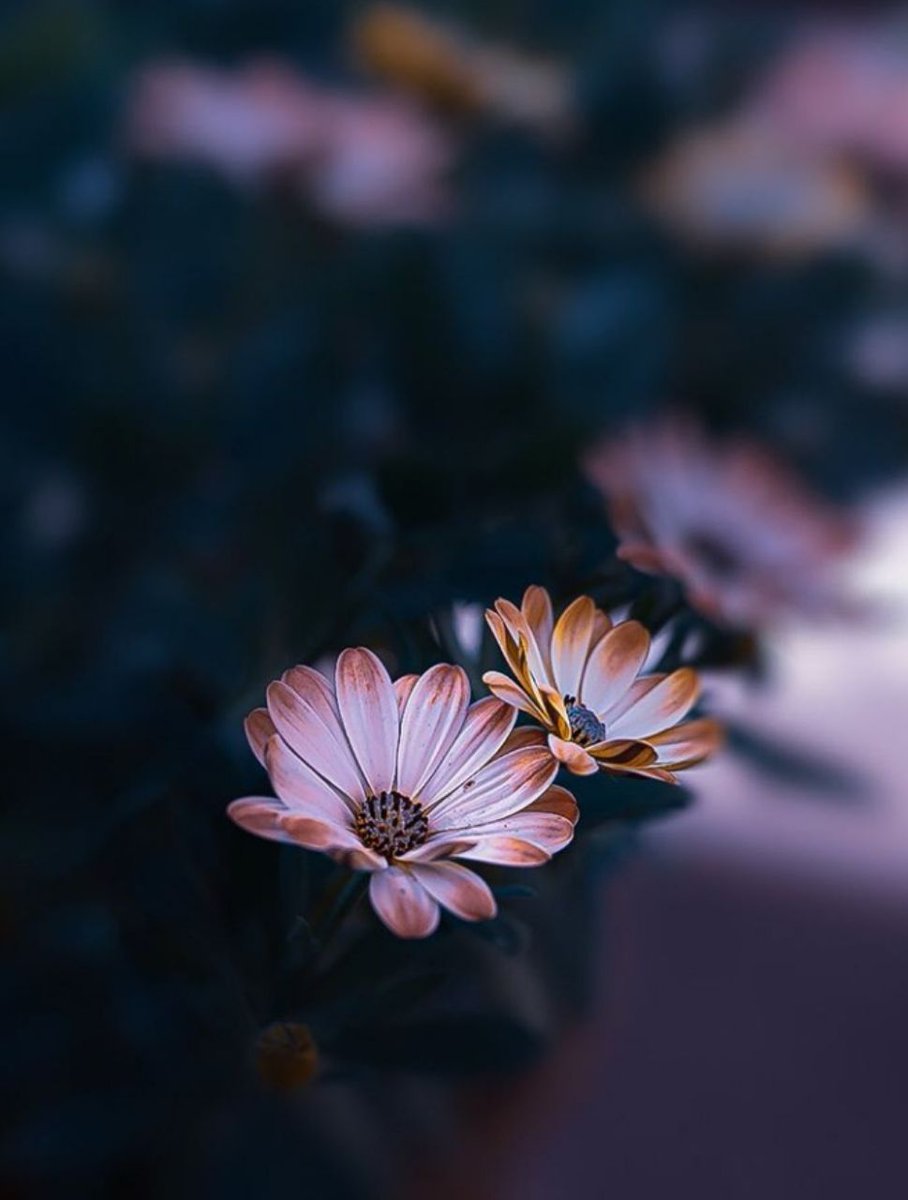 ـــــ

 اللهم عوضني عن كل عسر شتت طريقي وبدله يسرًا
الخير أينما وجهت وجهي🤲🏻⇣ 

#اميره_ونوني_للدعم
#اسطول_زعماء_تويتر
#الكلم_الطيب
#اوفيا_لسعادتكGp
#اصدقاء_حلا_للتبادل
#أرض_سبأ_للتبادل
#نبض_الوناسه_للدعم
#يارب_اثر_لنا_ولوالدينا
ـــــــــــ 🍃📚🍃 ــــــــــــ