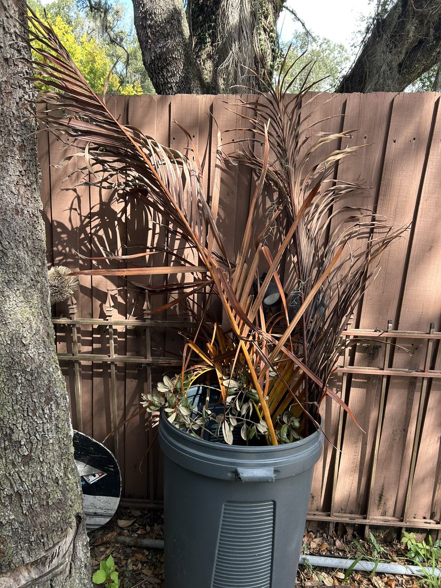 MegLisa13's tweet image. My ode to #fallinflorida 🤣
#Fall #Florida #funny