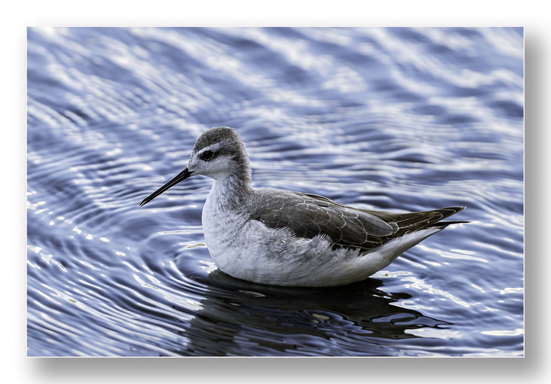 barnard_ian's tweet photo. A few more of the Wilson's Phalarope at Porthellick Pool, St Mary's https://t.co/PIFagt1f0l