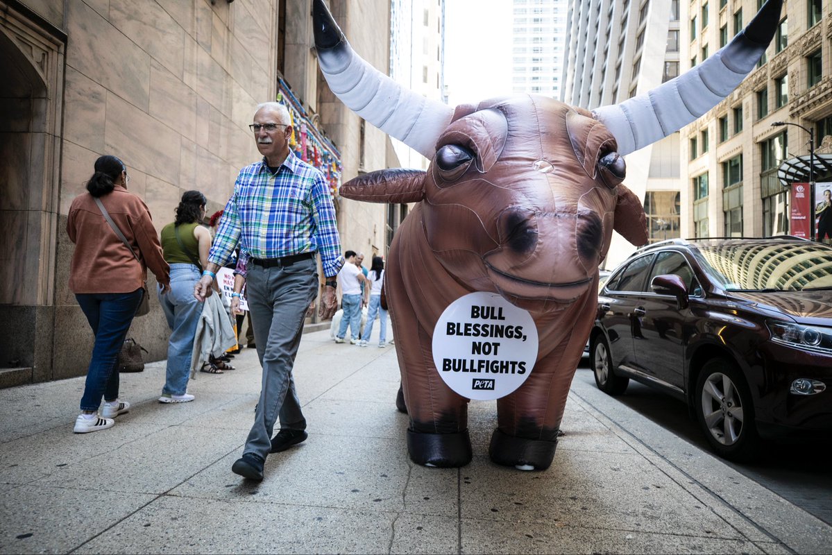 At the Blessing of the Animals in Pope Leo XIV's hometown, we're reminding the church of St. Francis' message of compassion. While bulls are stabbed and tortured to death in arenas, we ask the Vatican to honor his legacy by banning this cruelty.