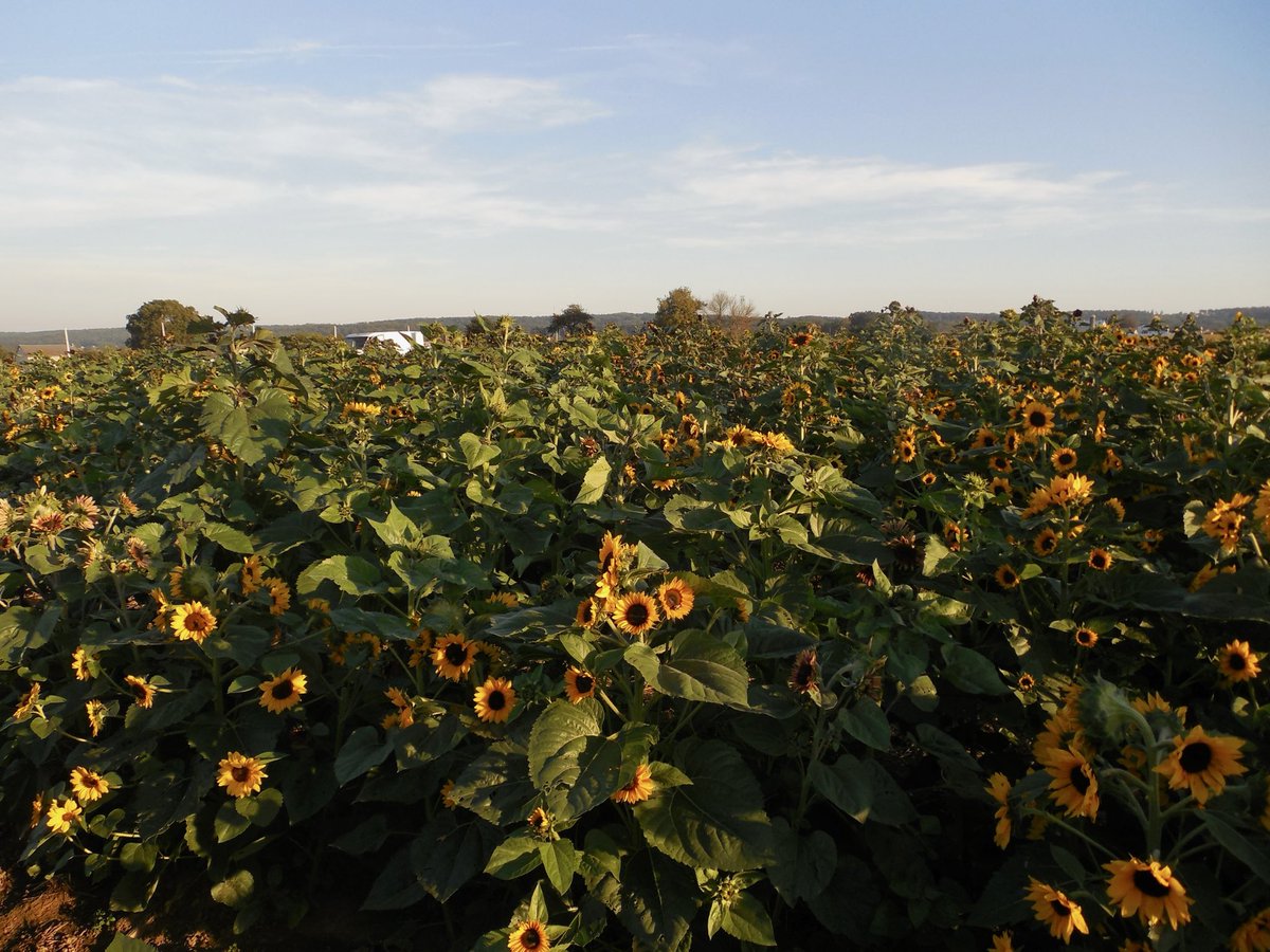 let's pick flowers together
