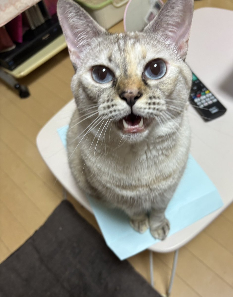 もん (@marukotokinako) / Posts / X