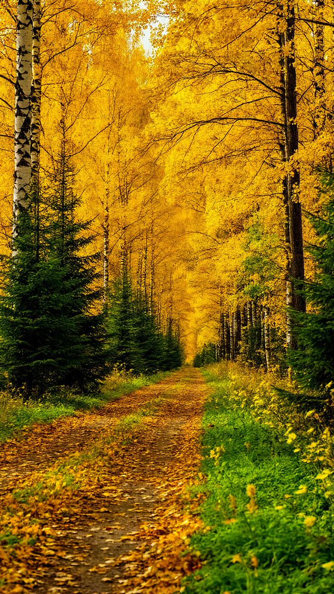 Elizabe67436885's tweet image. Happy Monday, dear friends.
#MondayVibes
💚💛🧡💚💛🧡💚💛🧡💚