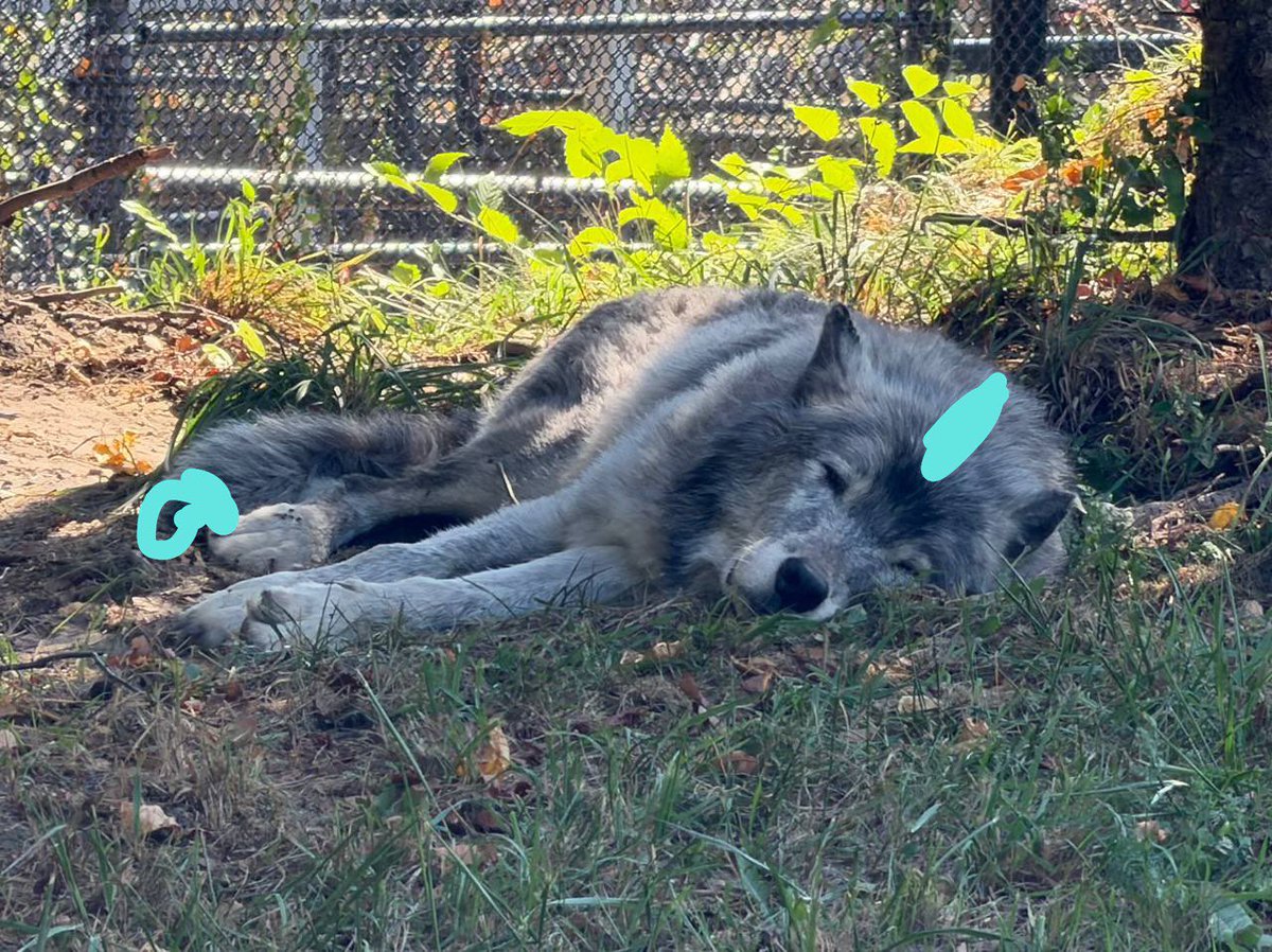 biteyrix's tweet image. he eepy