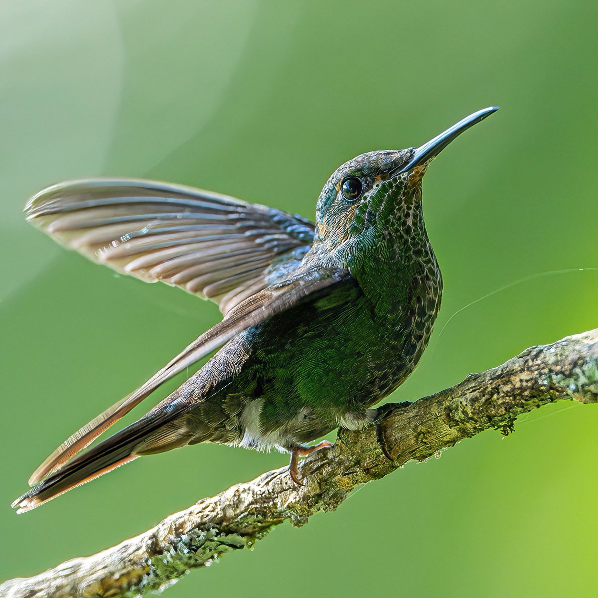 macro_action's tweet image. Look away from the light
Nikon Z9 and Canon 400mm f2.8 mkiii
SS1/1600 F3.2 ISO2500
