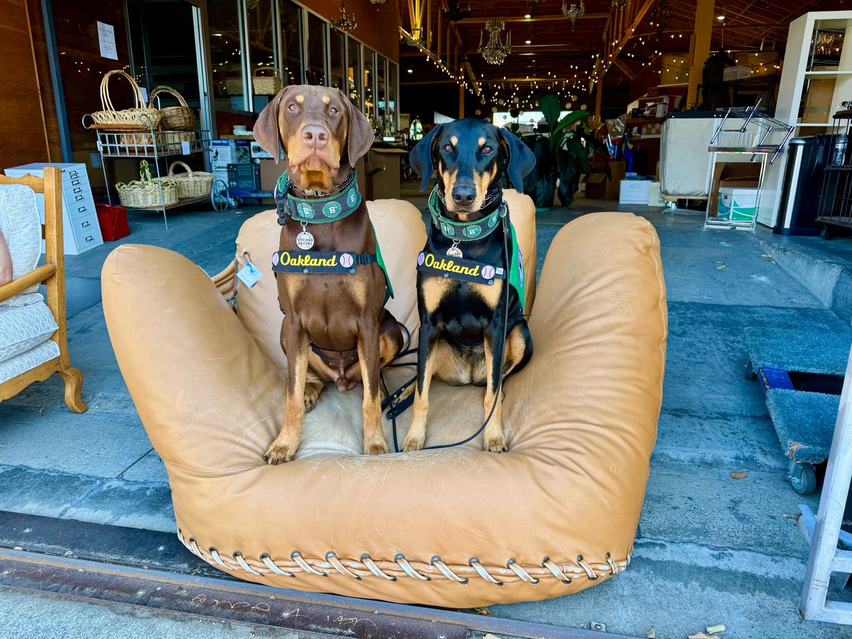 MichiganColt's tweet image. Ready for the #OaklandBallers parade!!! #PioneerLeagueChampions #OaklandForever #CarisLolich #CurtisLeyland