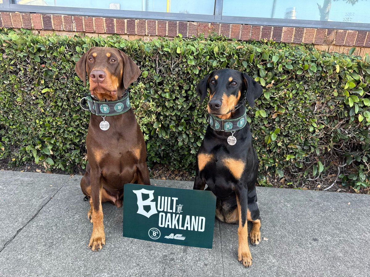 MichiganColt's tweet image. Ready for the #OaklandBallers parade!!! #PioneerLeagueChampions #OaklandForever #CarisLolich #CurtisLeyland