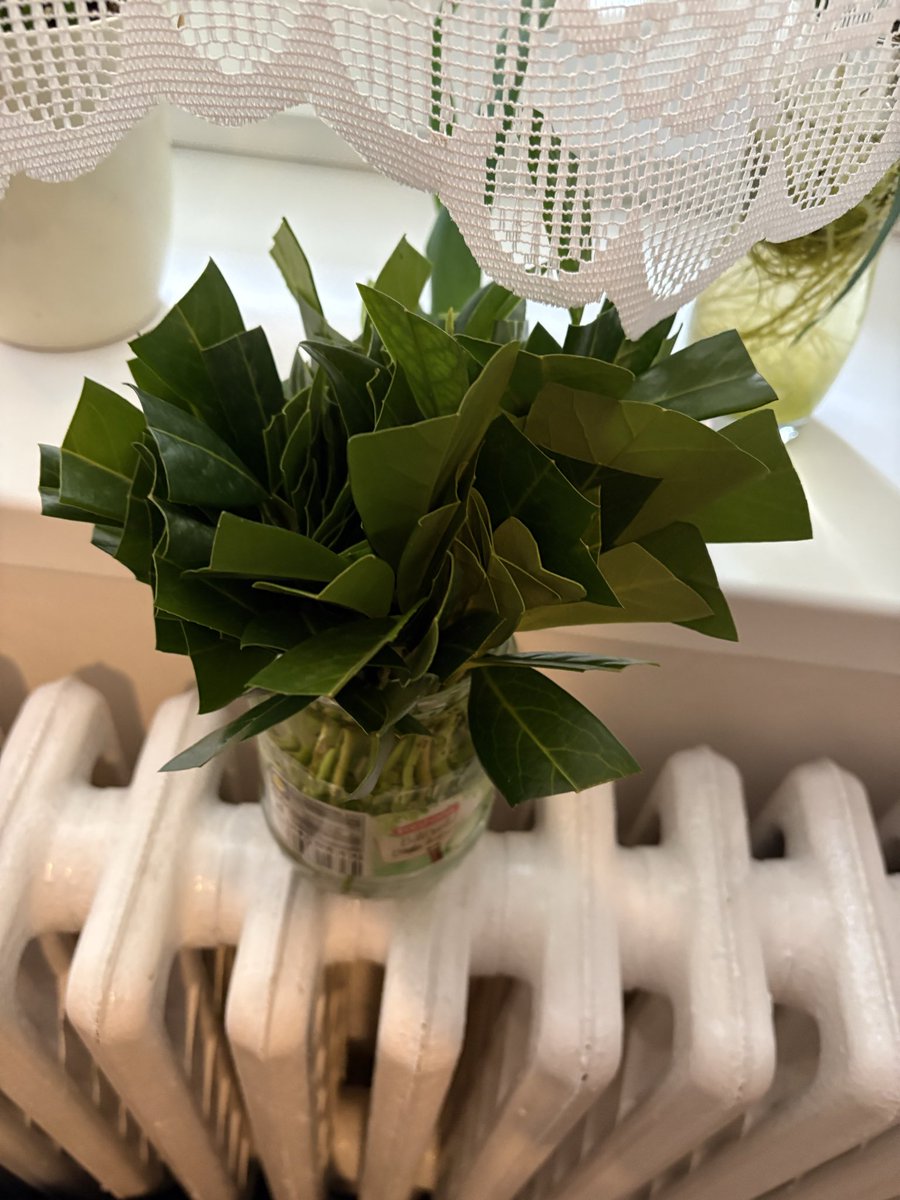 #itzahradnik a bobkovisne po roce. Jedu dalsi varku, 350,- za rostlinu se me davat nechce kdyz jich potrebuju tak 300ks