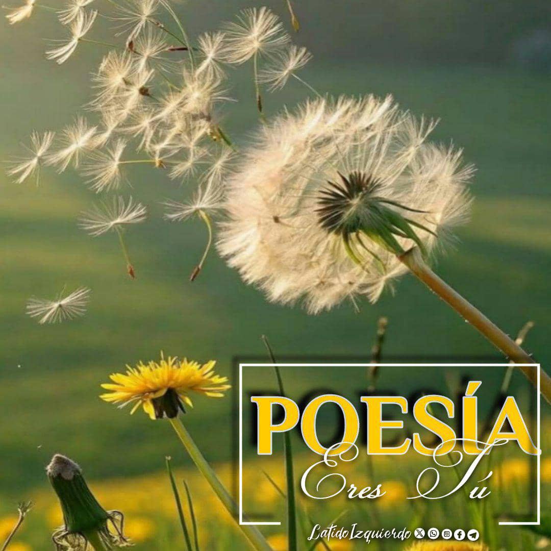 <a href="/Latido_Izquierd/">Latido Izquierdo</a> <a href="/sternschnuppenz/">Shooting star</a> <a href="/AlexdelaSerna2/">Alex de la Serna</a> <a href="/rmandoVersos/">Armando F A</a> <a href="/elicardenas39/">elisa cardenas</a> <a href="/Bustingorri721/">SIEMPRE EN MÍ 💜</a> <a href="/RusiaBencomo/">Rusy Bencomo.❤🕊</a> <a href="/jureamarte/">𝐉𝐮𝐥𝐢𝐨 𝐀. 𝐏𝐚𝐝𝐮𝐚 …🖌️</a> <a href="/annamariadg0107/">Ana María❤️💙💜</a> <a href="/BohemioDeMarzo/">𝙰𝚋𝚒𝚖𝚊𝚎𝚕.</a> <a href="/ElenaVirgenHid2/">Elena Virgen Hidalgo Figueredo</a> "Poesía eres Tú"
Muchacho loco:cuando me miras
con disimulo de arriba a abajo
siento que arrancas tiras y tiras de mi refajo…

Muchacho cuerdo:cuando me tocas
como al descuido la mano, a veces,
siento que creces y que en la carne te sobran bocas.
Carilda Oliver
<a href="/Latido_Izquierd/">Latido Izquierdo</a>