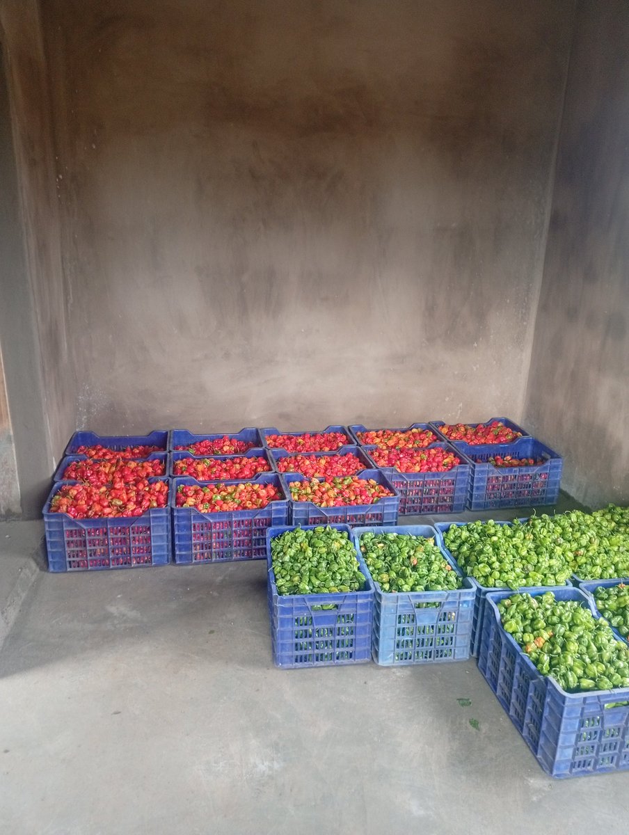 Last week’s harvest reminded me that farming is a journey of patience and discipline.
Each crate tells a story of care, timing, and growth. The goal is simple—keep improving, one harvest at a time.
<a href="/epiphanyfarmltd/">epiphanyfarmltd 🦚🐐( Renegade Farmer)</a>
I don join Pepper Bandits 😂
#EffectFarmer  #FarmingJourney