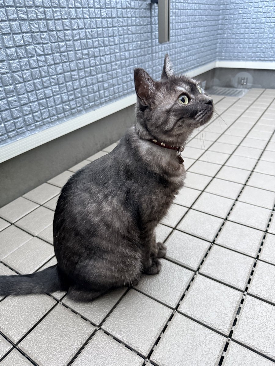 野良猫 File:野良猫（相模川沿い）.jpg - Wikimedia Commons