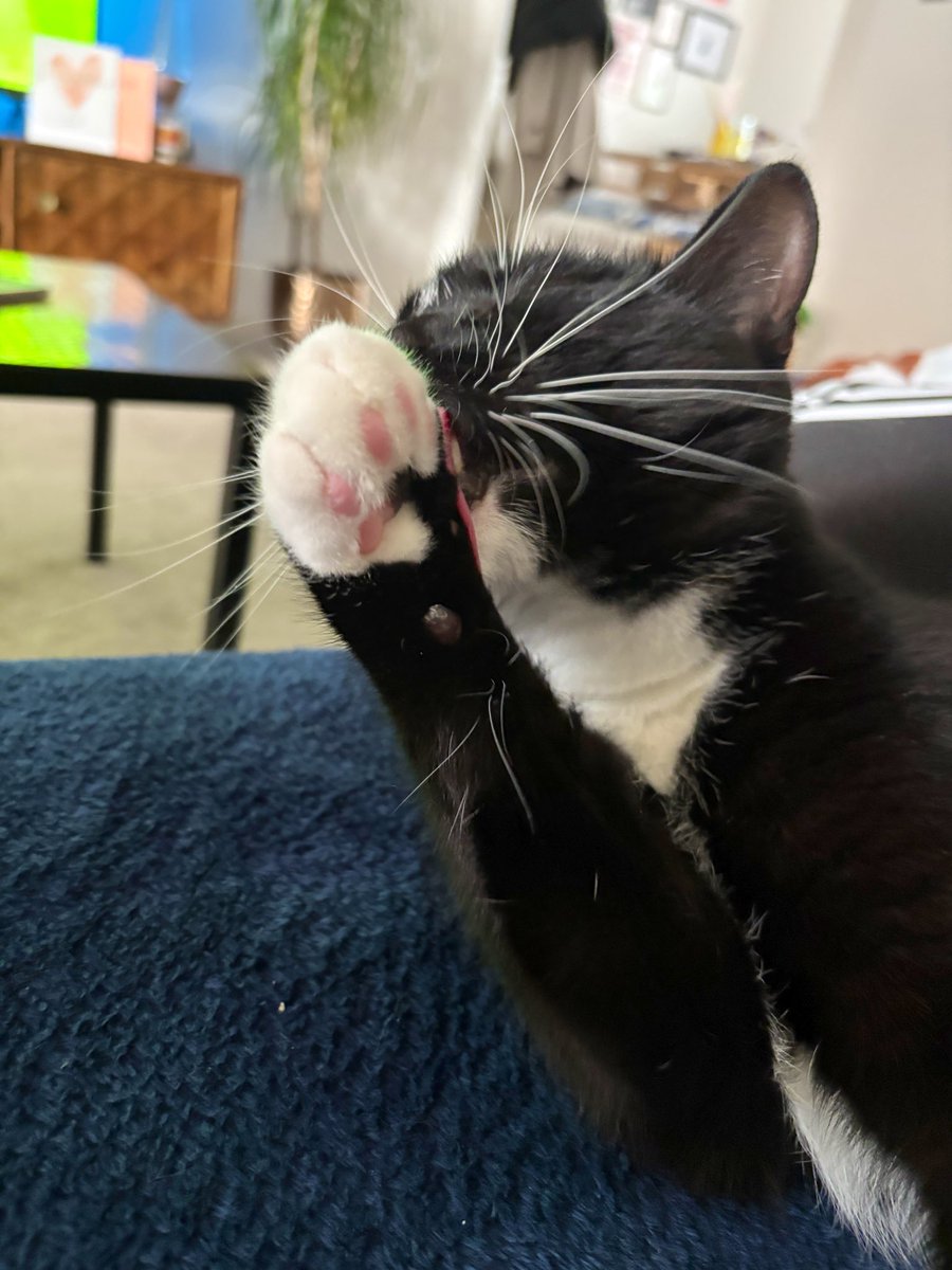 caesar_saladcat's tweet photo. Cleaning cleaning 🧽🧼 #CatsofX #fundaysunday #Caesar https://t.co/7TBOjkopJK