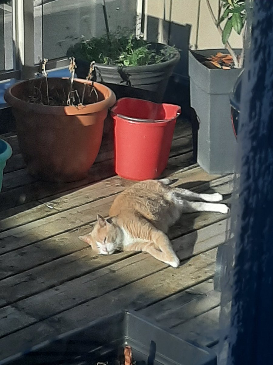 FinalFire64's tweet image. This #Cat fuck does not pay rent, clearly