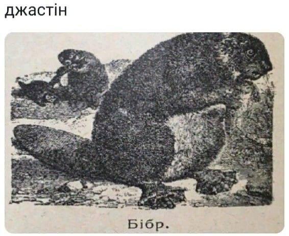 Йось /⁠ᐠ⁠｡. ｡⁠ᐟ⁠\ (@yo_syp) on Twitter photo 
