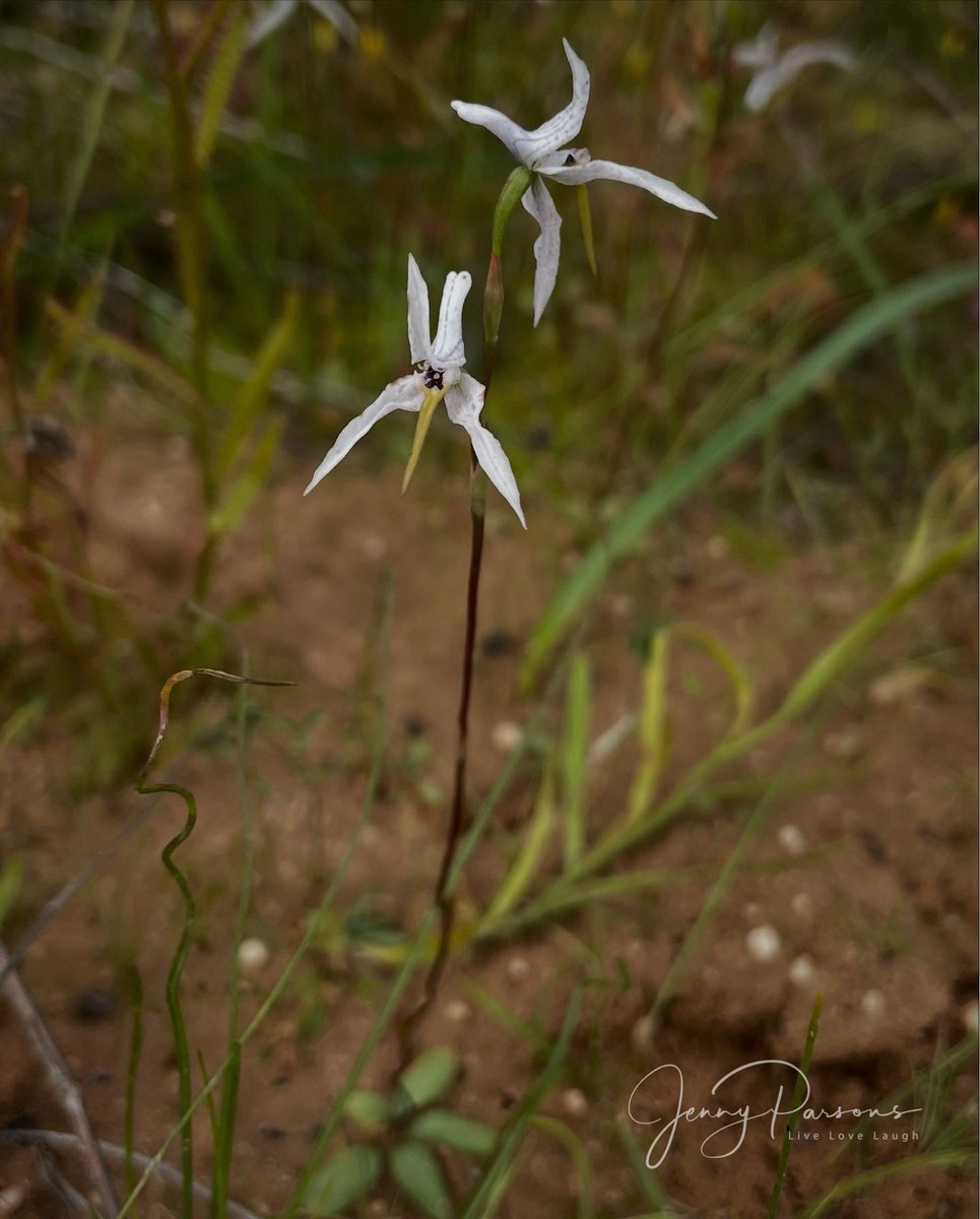 JennyPaPB's tweet image. Disa biflora is a tiny #endemic wild orchid found in the No &amp;amp; Western Cape. A perennial #geophyte that is losing habitat to urbanisation and agriculture. Although considered a species of Least Concern, it has already become extinct on the Cape Peninsula…

#fynbos #orchid