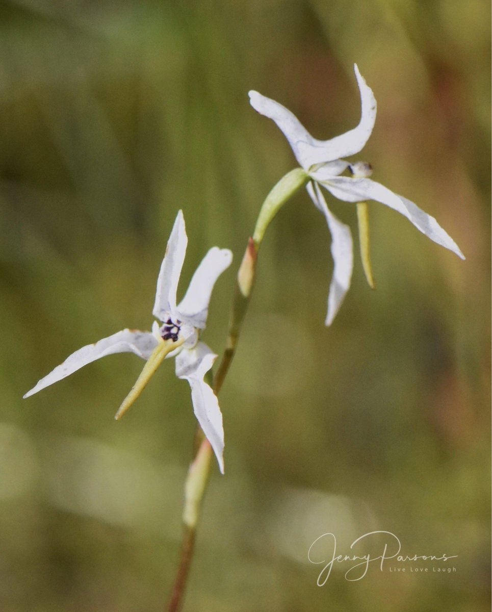 JennyPaPB's tweet image. Disa biflora is a tiny #endemic wild orchid found in the No &amp;amp; Western Cape. A perennial #geophyte that is losing habitat to urbanisation and agriculture. Although considered a species of Least Concern, it has already become extinct on the Cape Peninsula…

#fynbos #orchid