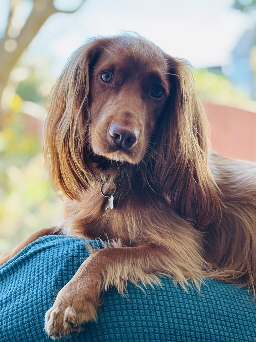 JuliaPovall's tweet photo. Trim the ears … or keep them long? Just love this gorgeous golden boy 💕💕💕#lifewithacockerspaniel #bestboy #sweetadorableone #goldenboy https://t.co/gAKec1n9AP