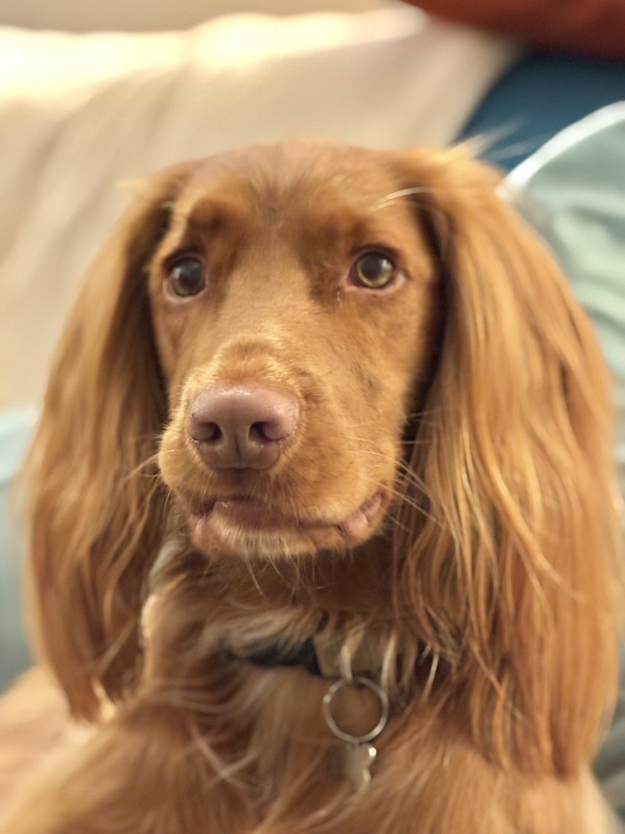 JuliaPovall's tweet photo. Trim the ears … or keep them long? Just love this gorgeous golden boy 💕💕💕#lifewithacockerspaniel #bestboy #sweetadorableone #goldenboy https://t.co/gAKec1n9AP