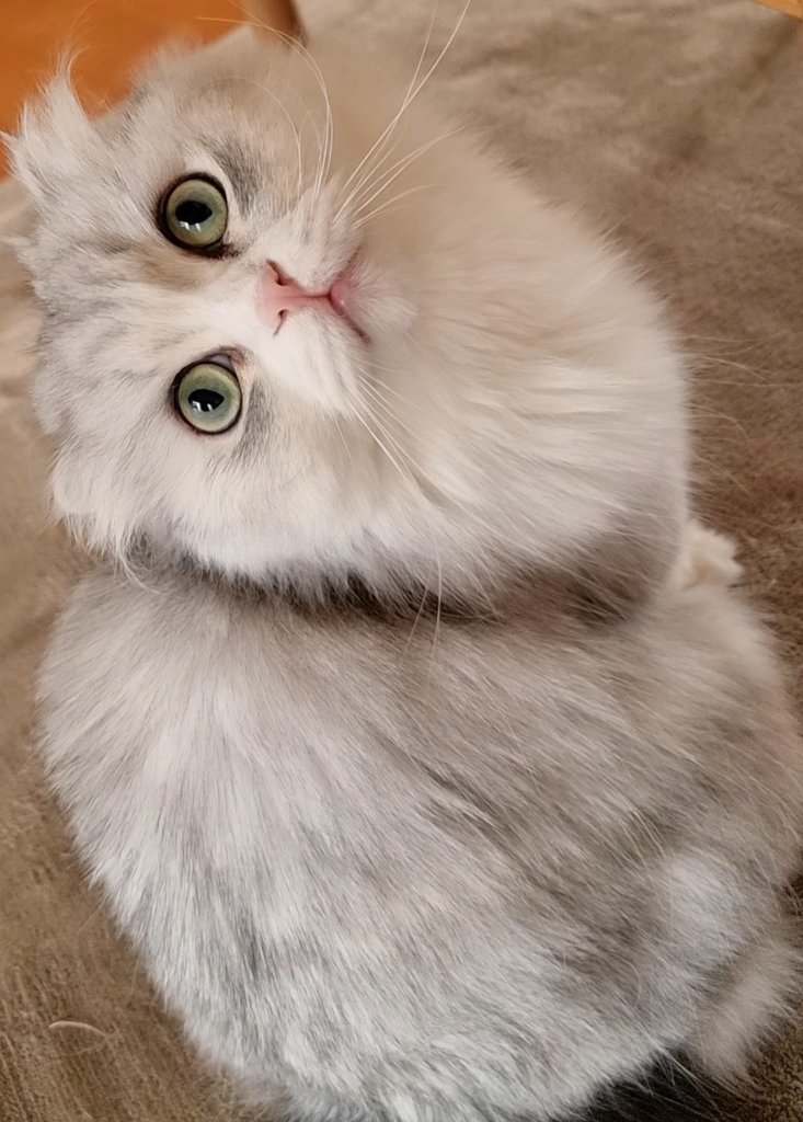 ねこ好き 暢子 on X: 