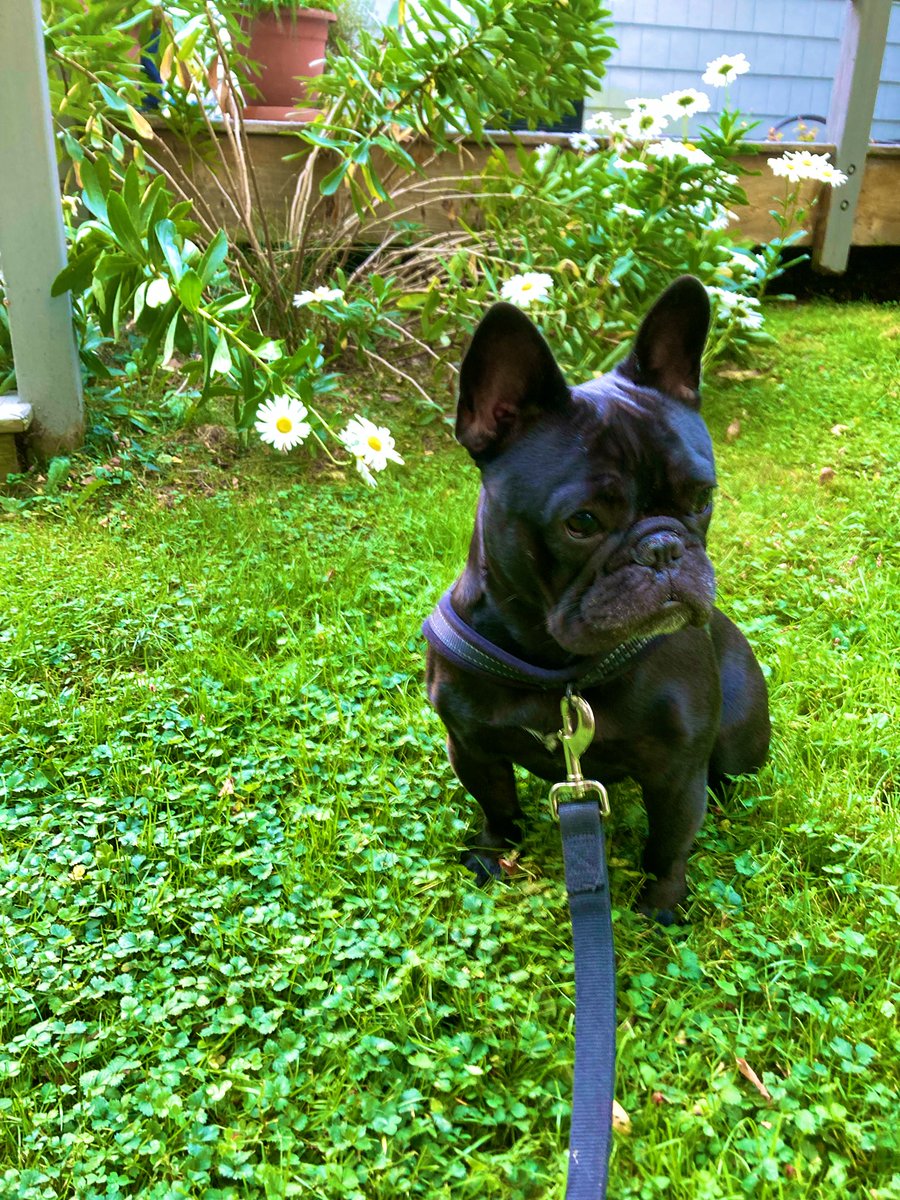FrenchieColette's tweet image. When they tell you not to eat the daisies. #frenchbulldogs #dogs