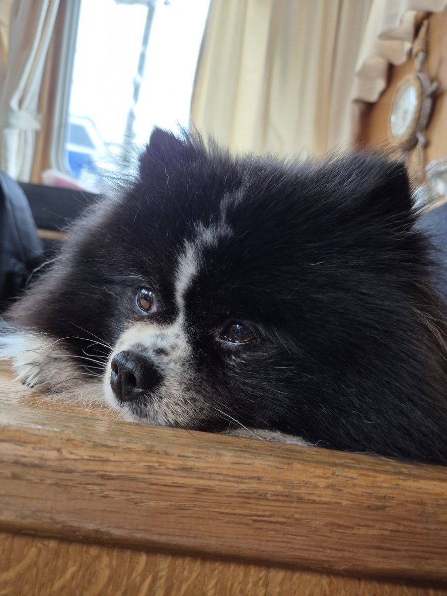 Philosophiert über die Schlechtigkeit der Welt im Allgemeinen und des Frauchens im Besonderen, die nicht jederzeit und überall Premiumleckerlis bereithält und darüber hinaus auch noch im Regen Gassigehen will!