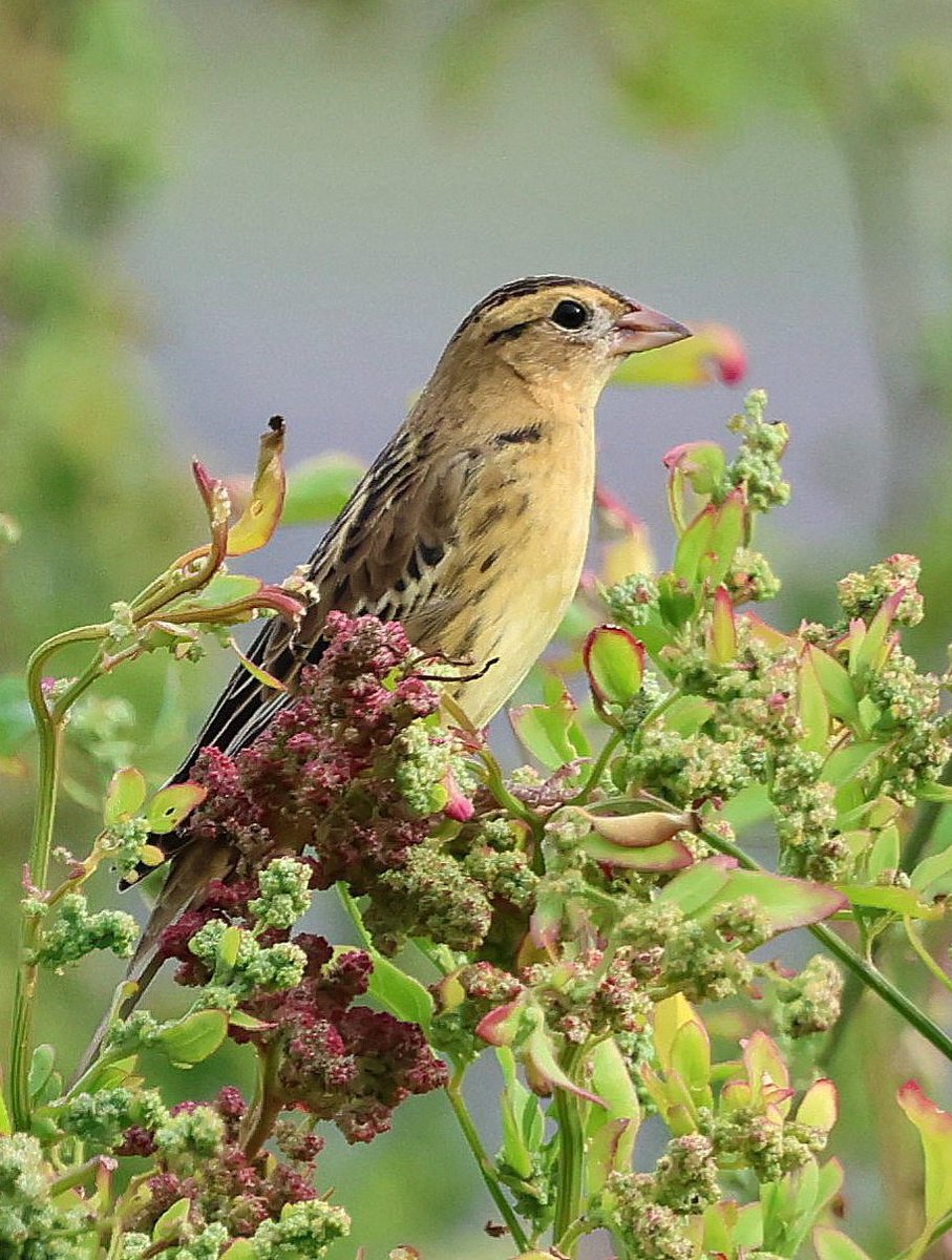DaveRead18's tweet image. Day 3 on Corvo, and what a day. Prothonotary Warbler, American Redstart,  Northern Harrier and this very showy Bobolink. 
With @IanCowgill