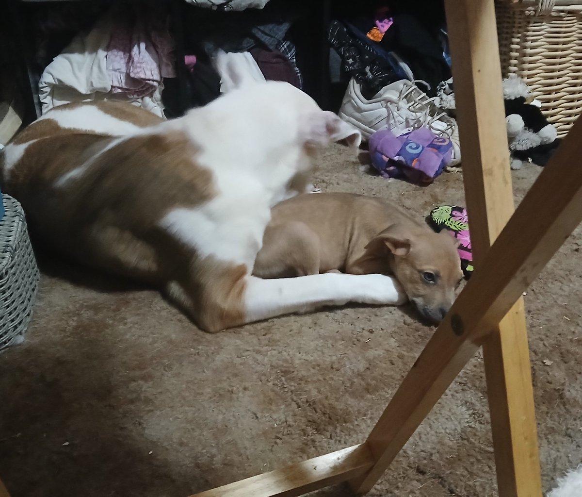 bluerose_28's tweet photo. The big one is my boyfriends dog Athena. The little one is my puppy Tigerlily (Lily) Rose Elizabeth /last name redacted/.🥰🥰🥰🥰 https://t.co/mWo4gk1VV3