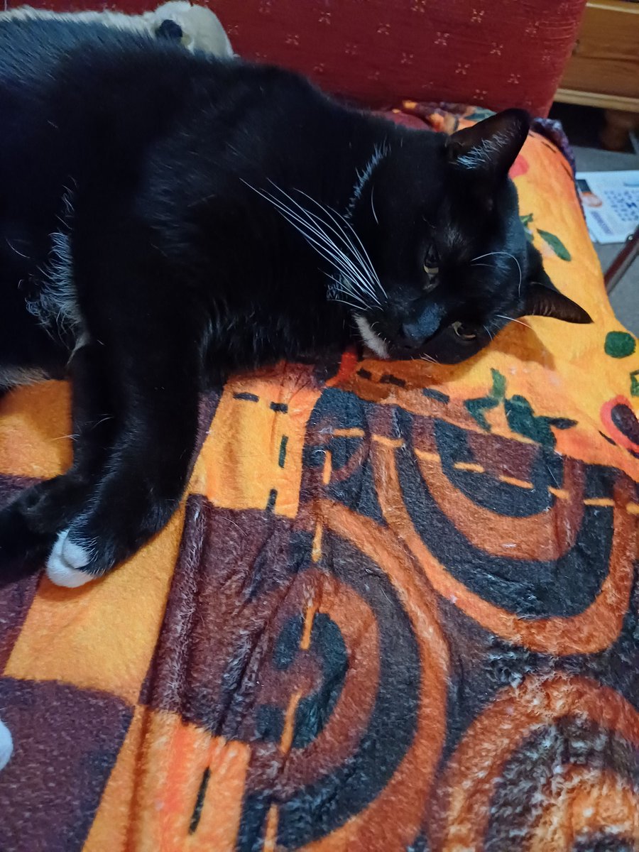 Night night everypawdy, sweet dreams from 
Harry and his mum 
❤️⚘️❤️⚘️