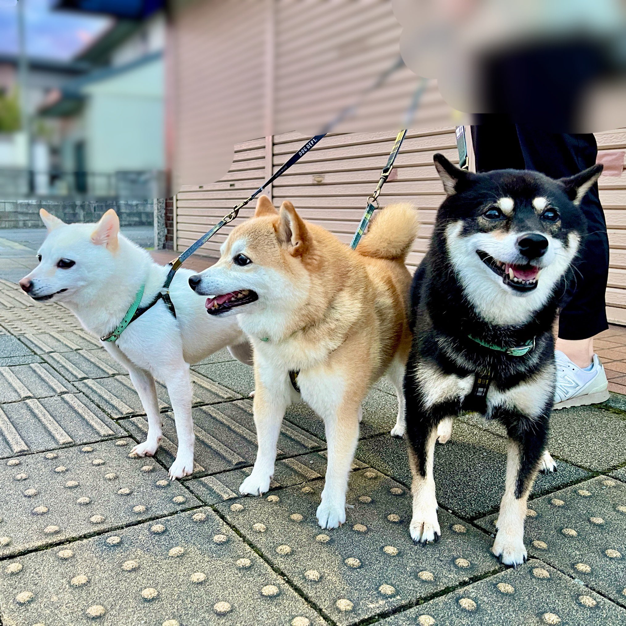 豆柴 豆柴殿🇯🇵 (@mameshiva_tono) • Threads, Say more