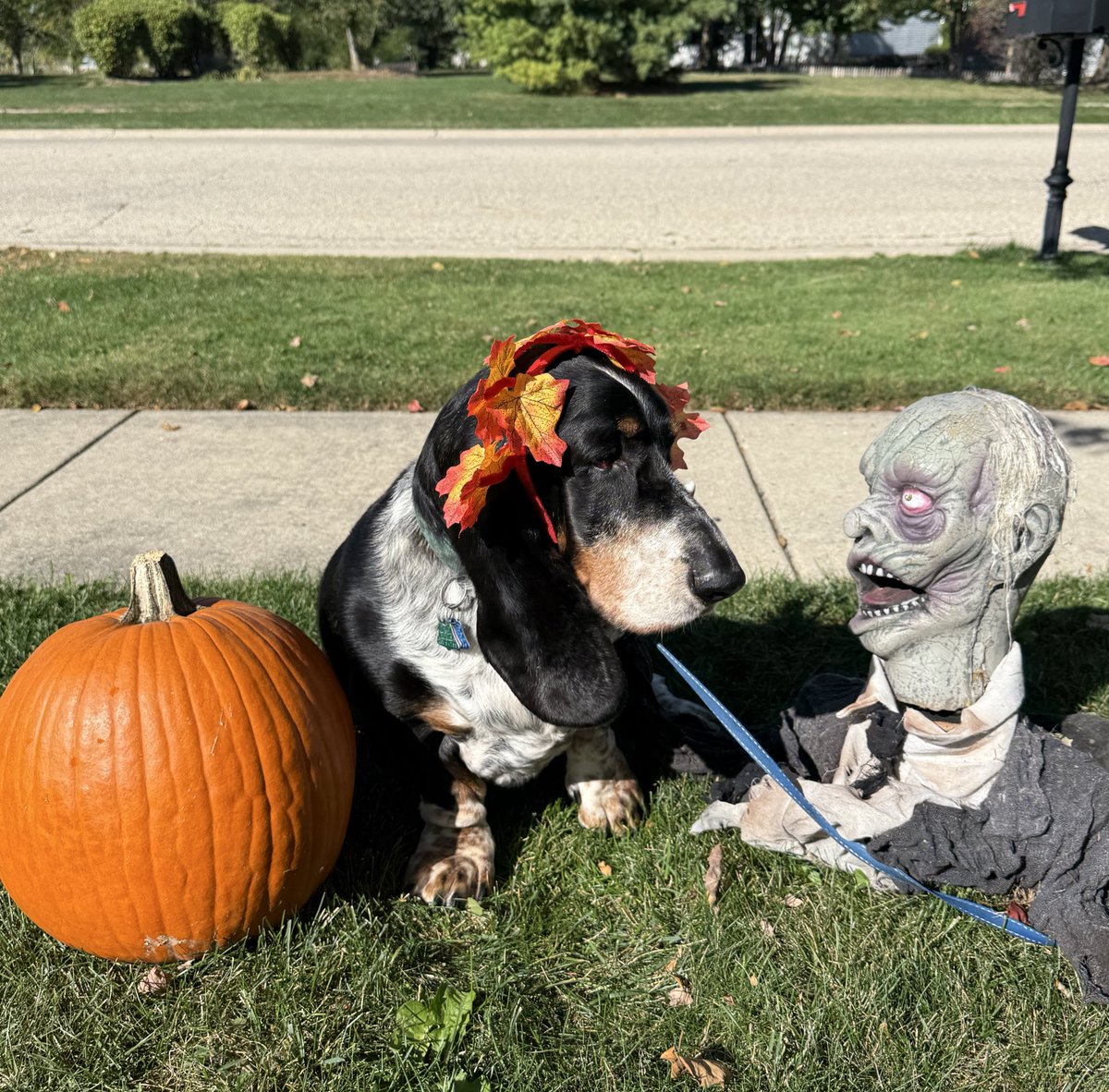 Bubba the 80 pound hound tweet media