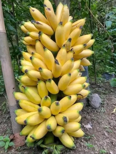 AgriVoiceX's tweet image. Nature’s perfection in one frame 🍌✨
Just look at this incredible bunch of bananas  pure tropical beauty and abundance! 🌿💛
#NatureMagic #BananaLovers #TropicalVibes
