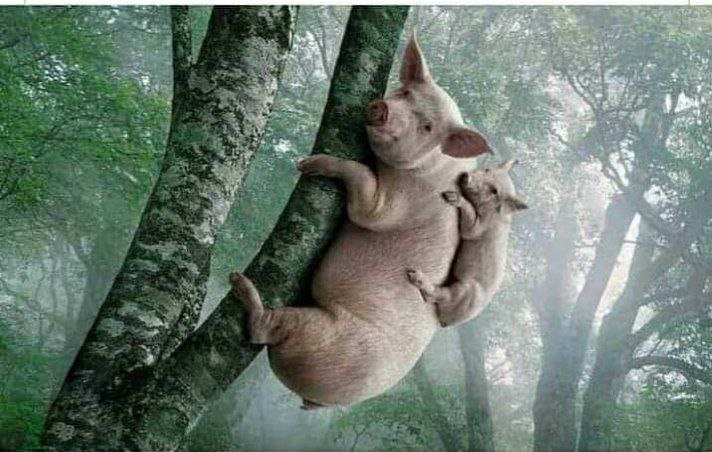 Gimana seh ini orang, disuruh turun, eeh.. malah naik bawa anak, dasar #RezimSontololoyo.!!
Tangkap dan #AdiliJokowi 
#MakzulkanGibran 
#IjazahJokoWidodoPalsu 

#SoeDADANG Imam Besar #KhilafahPancasila