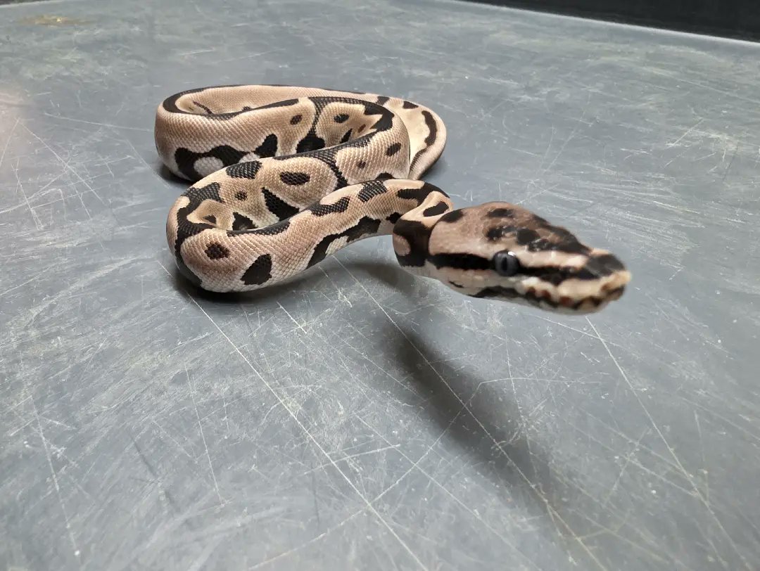 KaoticMorphz's tweet image. SMILE...🐍
PAIRING WAS A PASTEL LEOPARD SPOTNOSE VPI AXANTHIC TO A ENCHI VPI AXANTHIC... 🐍
#KAOTICMORPHZ
#BABYBALLPYTHON
#MORPHMARKET