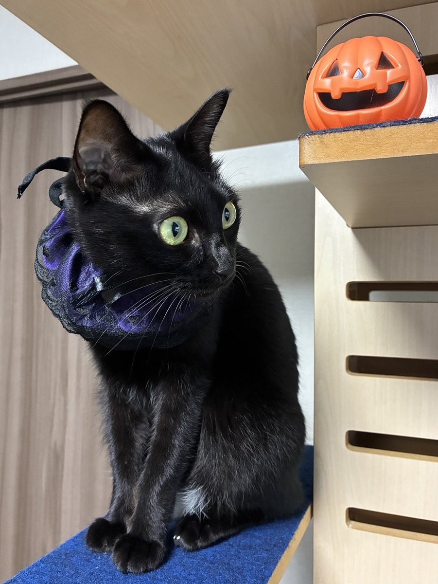 猫ハロウィン